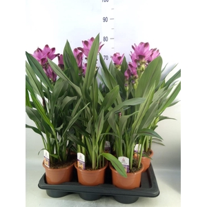 Curcuma alism. 'Siam Splash'