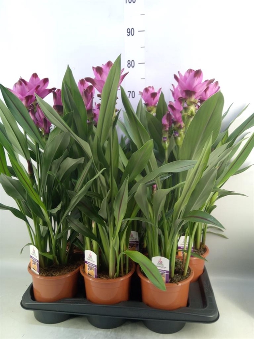 <h4>Curcuma alism. 'Siam Splash'</h4>