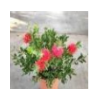 Callistemon citrinus
