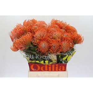 Nutans Ayoba Mandarin Zest