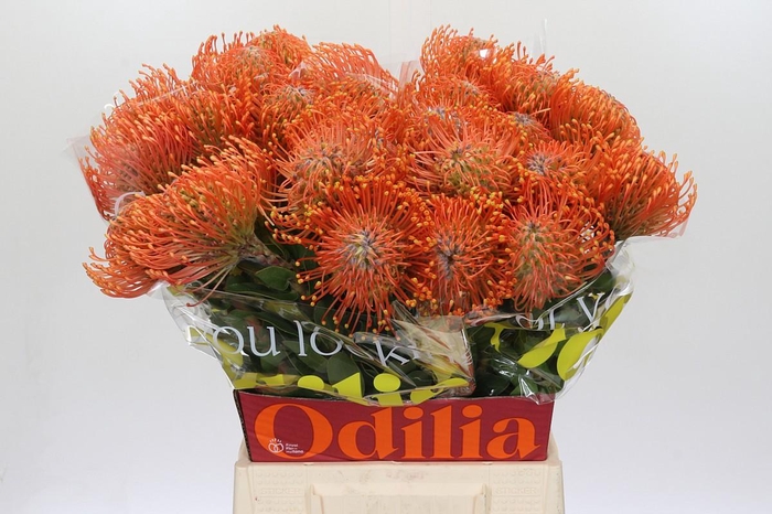 <h4>Nutans Ayoba Mandarin Zest</h4>