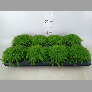 Soleirolia soleirolii   ...green