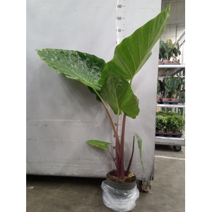 Alocasia   ...