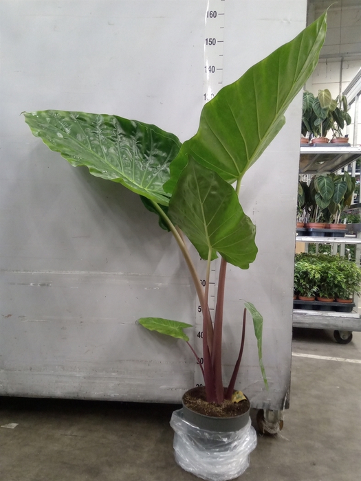 <h4>Alocasia   ...</h4>