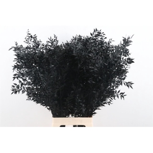 Pres Ruscus Black P Stem