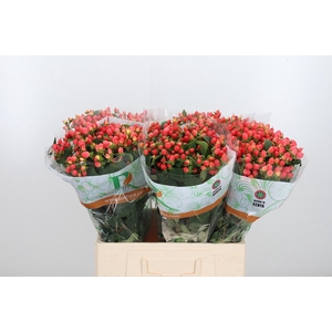 Hyp Mag Roy Princess