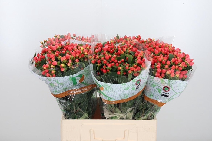 <h4>Hyp Mag Roy Princess</h4>