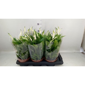 Spathiphyllum  'Chopin'