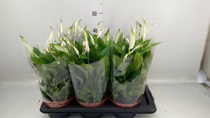 <h4>Spathiphyllum  'Chopin'</h4>