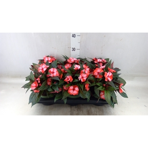 Impatiens NG 'Tamarinda Red Bicol'