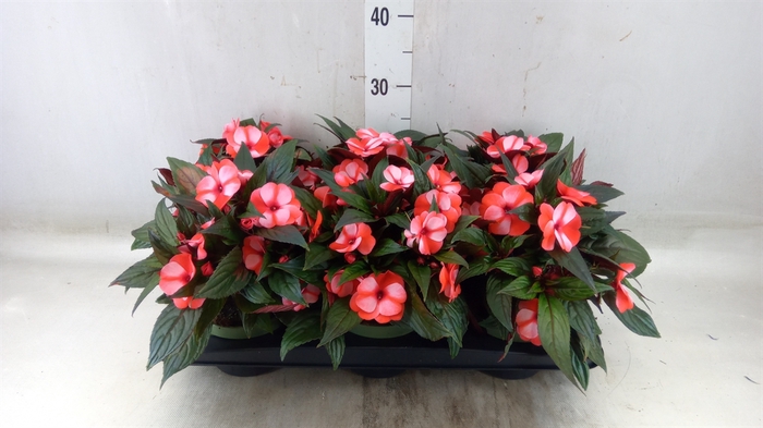 <h4>Impatiens NG 'Tamarinda Red Bicol'</h4>