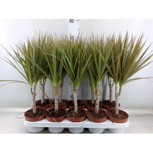 Dracaena marg. 'Bicolor'
