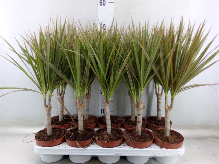 <h4>Dracaena marg. 'Bicolor'</h4>