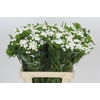 Dianthus Br White Duke