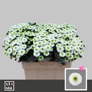 CHR TR DAYDREAM 50 GR.