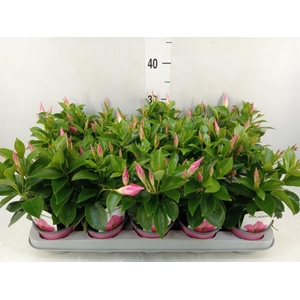 Mandevilla sand. 'Rio Pink'