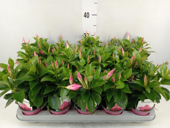 <h4>Mandevilla sand. 'Rio Pink'</h4>