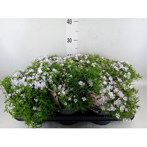 Phlox sub. 'Amazing Grace'