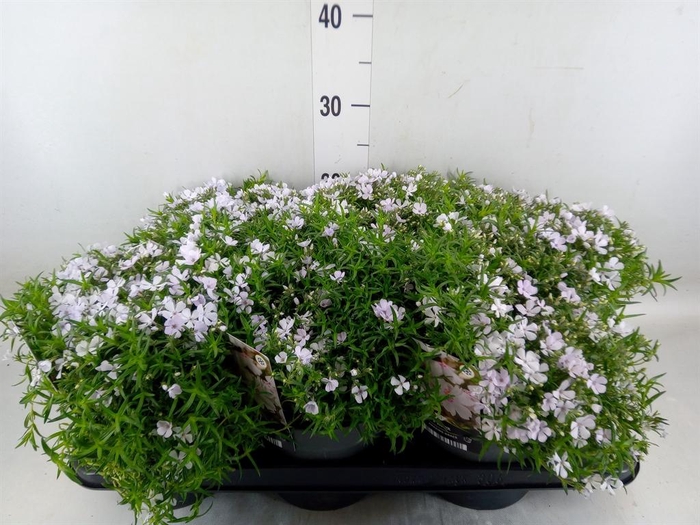 <h4>Phlox sub. 'Amazing Grace'</h4>