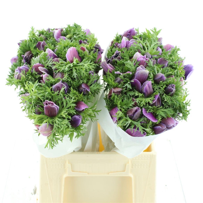 <h4>Anem Mistral Rarity Super</h4>