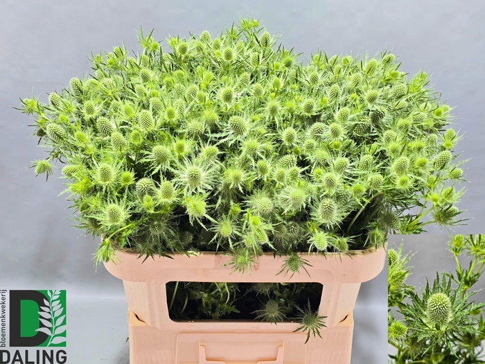 <h4>Eryngium White Lagoon</h4>
