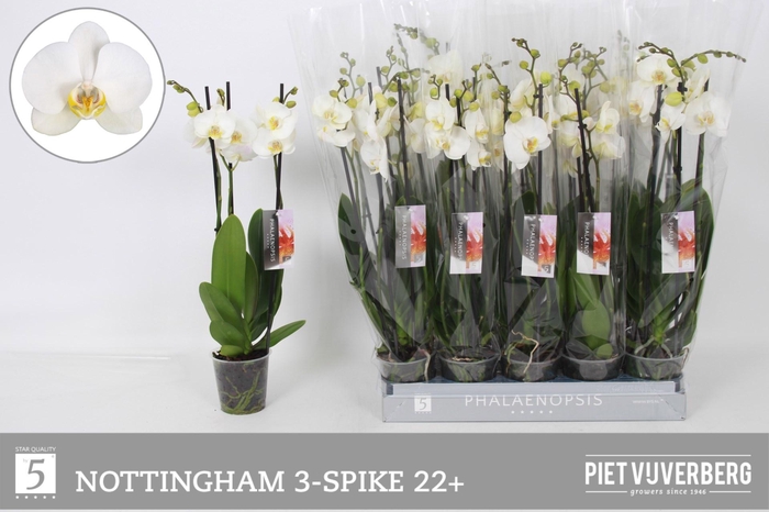 <h4>PHAL AN NOTTINGHAM</h4>