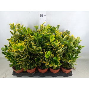 Euonymus japon. 'Aureus'