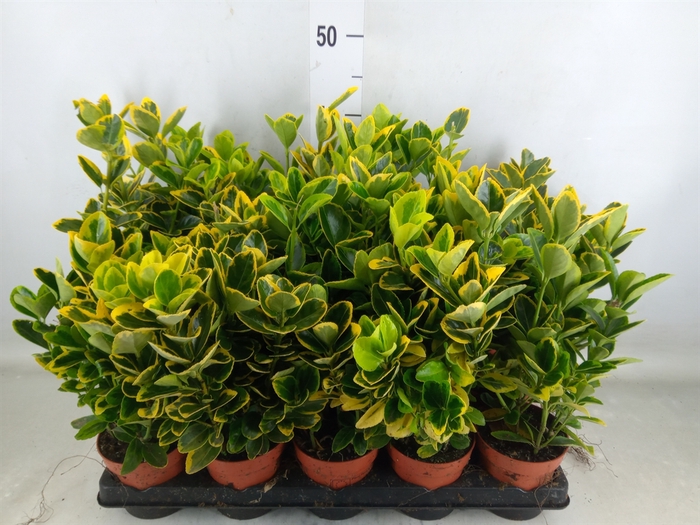 <h4>Euonymus japon. 'Aureus'</h4>