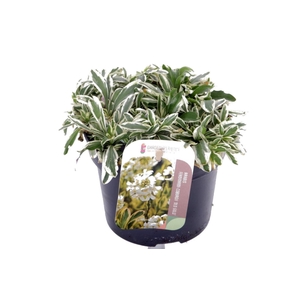 Arabis f-c Old Gold