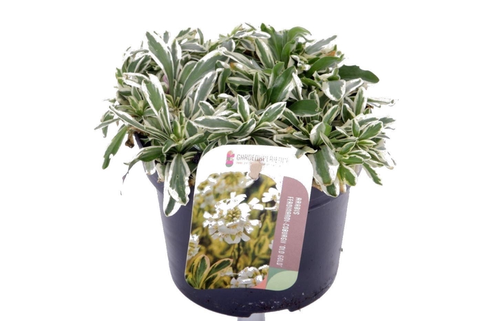 <h4>Arabis f-c Old Gold</h4>