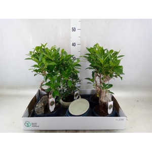 Bonsai   ...mix