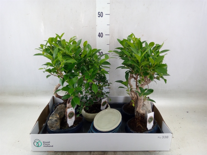 <h4>Bonsai   ...mix</h4>