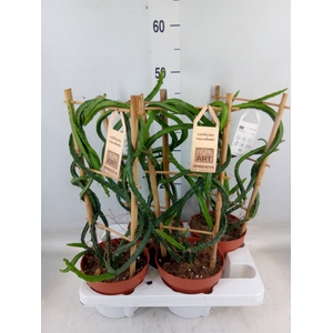 Cereus   ...