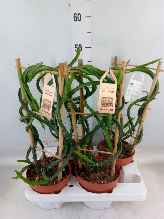 <h4>Cereus   ...</h4>