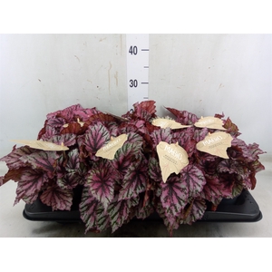 Begonia BD 'MagicColours Lambada'