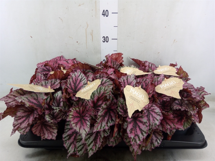 <h4>Begonia BD 'MagicColours Lambada'</h4>