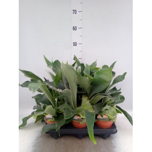 Platycerium bifurc.
