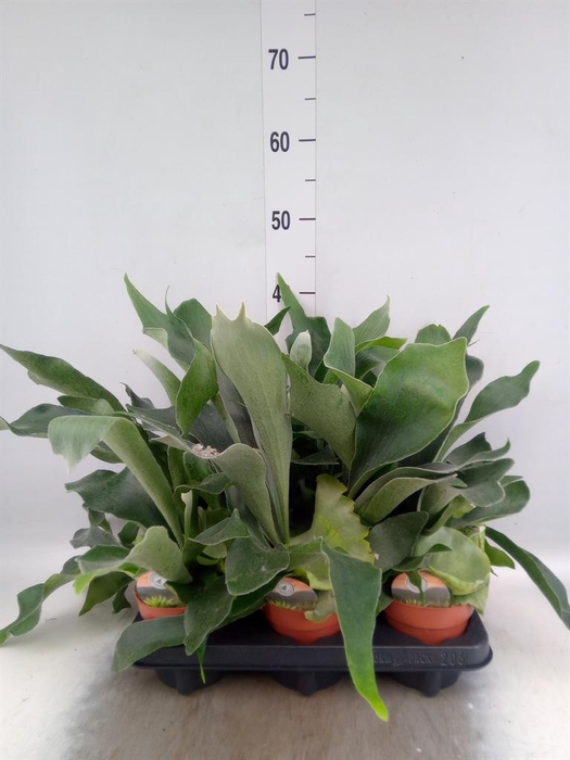 <h4>Platycerium bifurc.</h4>