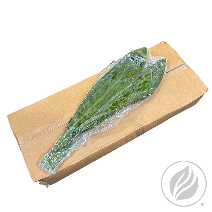 <h4>Cordyline Green Tie Ventium 80cm Vac.</h4>