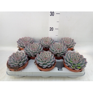 Echeveria  'Hercules'