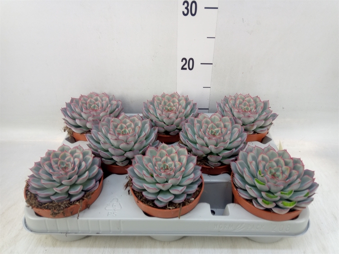 <h4>Echeveria  'Hercules'</h4>
