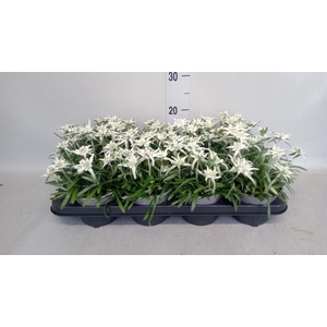 Leontopodium alpinum   ...