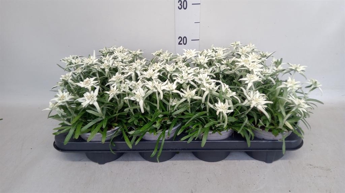<h4>Leontopodium alpinum   ...</h4>
