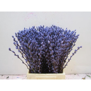 Sali Katje Milka L50