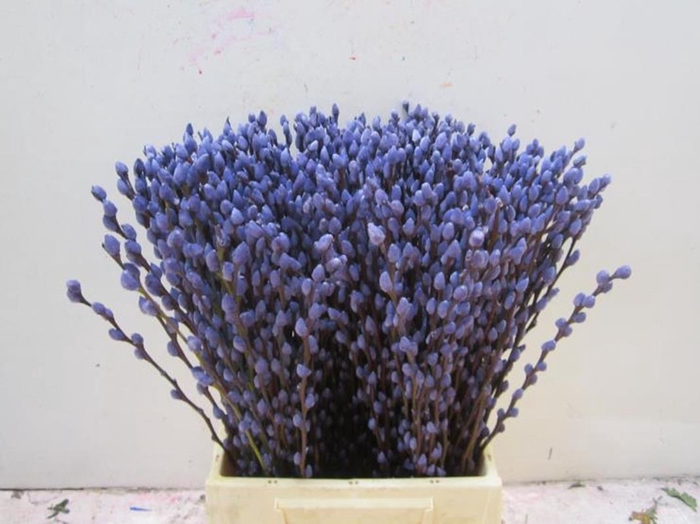 <h4>Sali Katje Milka L50</h4>