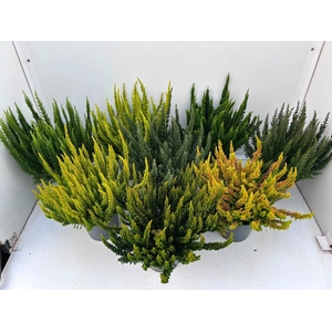 Calluna vulg. Skyline gemengd