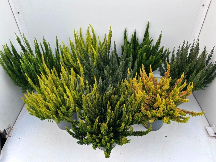 <h4>Calluna vulg. Skyline gemengd</h4>