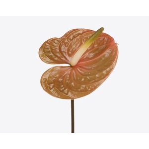 Anthurium Prestige