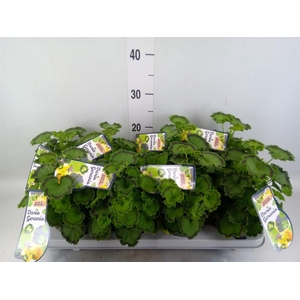 Pelargonium zona.   ...mix