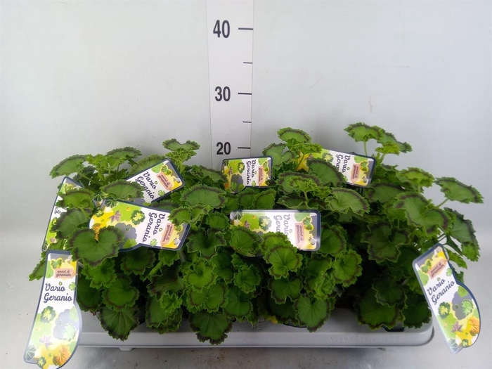 <h4>Pelargonium zona.   ...mix</h4>